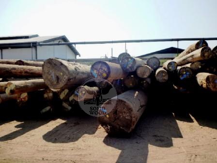 merbau timber logs